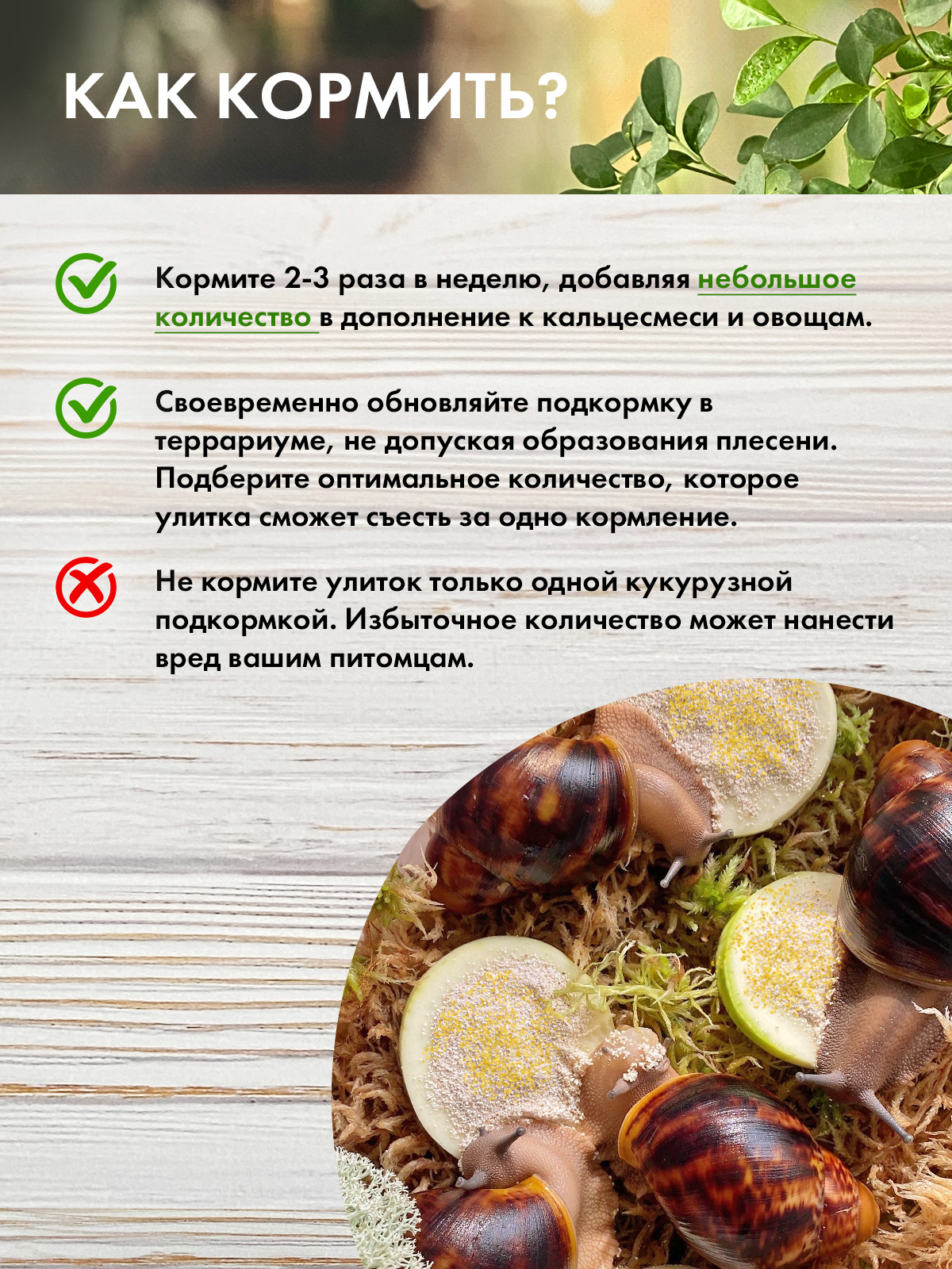 кукуруза