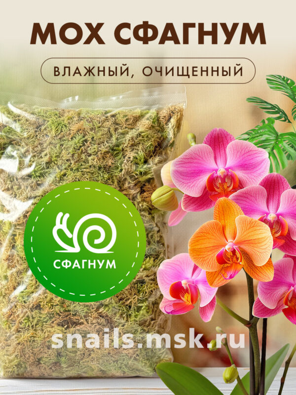 сфагнум